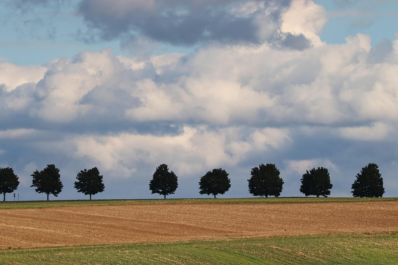 A Row of Trees